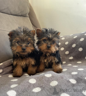 Zdjęcie №1. yorkshire terrier - na sprzedaż w Wiesbaden | 1196zł | Zapowiedź №156383