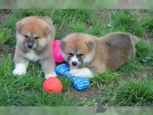 Zdjęcie №1. shiba - na sprzedaż w Donzdorf | 1674zł | Zapowiedź №147615