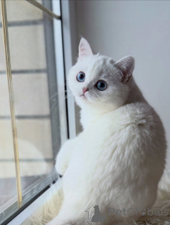 Zdjęcie №3. Poznaj kociaka Scottish Fold, w którym wszyscy się zakochają. Niemcy