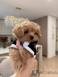 Zdjęcie №3. Szczenięta Maltipoo z idealną mieszanką słodyczy i uroku. Niemcy