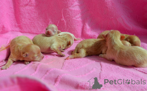 Zdjęcie №4. Sprzedam maltipu w Kijów. od żłobka - cena - 6951zł