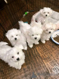 Zdjęcie №1. maltańczyk - na sprzedaż w Wilno | negocjowane | Zapowiedź №162945