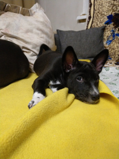 Zdjęcie №3. Basenji Puppies. (Szczekający afrykański pies).. Białoruś