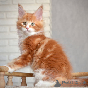 Zdjęcie №1. maine coon - na sprzedaż w Dubai | 990zł | Zapowiedź № 121876