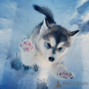 Zdjęcie №4. Sprzedam alaskan malamute w Dekani. prywatne ogłoszenie - cena - negocjowane