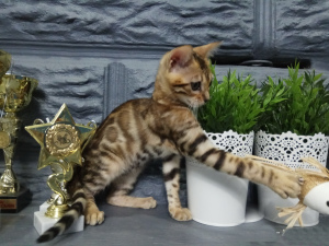 Zdjęcie №4. Sprzedam kot bengalski w Mińsk. prywatne ogłoszenie, od żłobka, hodowca - cena - 2695zł
