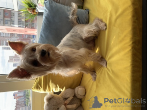 Zdjęcie №2 do zapowiedźy № 10543 na sprzedaż  yorkshire terrier - wkupić się Federacja Rosyjska prywatne ogłoszenie