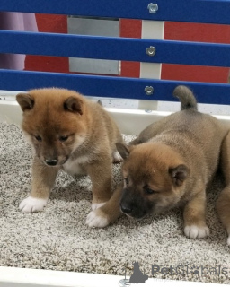 Zdjęcie №1. shiba - na sprzedaż w Hamburg | 2631zł | Zapowiedź №160412