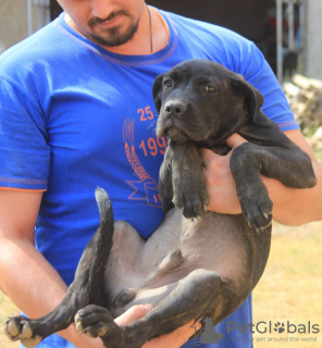 Zdjęcie №2 do zapowiedźy № 116666 na sprzedaż  cane corso - wkupić się Serbia 