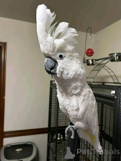 Zdjęcie №1.  - na sprzedaż w Clermont-Ferrand | negocjowane | Zapowiedź №167041