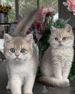 Zdjęcie №1. chinchilla cat - na sprzedaż w Monachium | negocjowane | Zapowiedź № 163612