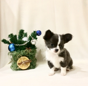 Zdjęcie №3. Chłopiec Chihuahua, kolor niebieski, dokumentuje RKF. Federacja Rosyjska