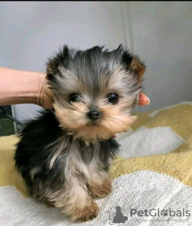 Zdjęcie №1. yorkshire terrier - na sprzedaż w Helsinki | 21zł | Zapowiedź №77696