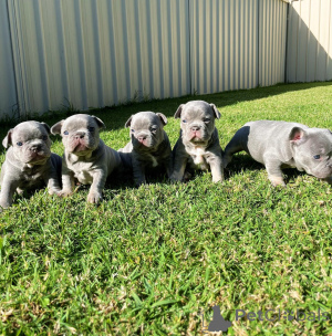 Zdjęcie №1. buldog francuski - na sprzedaż w Reims | negocjowane | Zapowiedź №154216