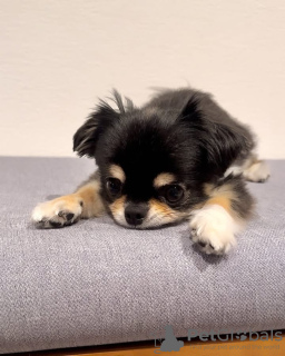 Zdjęcie №2 do zapowiedźy № 132462 na sprzedaż  chihuahua (rasa psów) - wkupić się Belgia hodowca