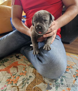Zdjęcie №1. cane corso - na sprzedaż w Zachris | 2153zł | Zapowiedź №168931