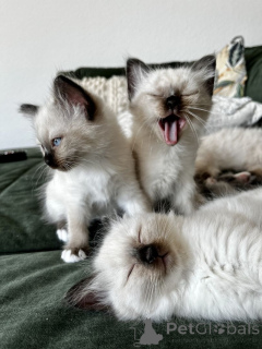 Zdjęcie №1. kot birmański - na sprzedaż w Leimen | 2153zł | Zapowiedź № 166318