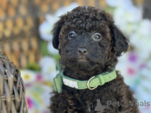 Zdjęcie №1. maltipu - na sprzedaż w Monachium | 4305zł | Zapowiedź №149577