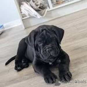 Zdjęcie №2 do zapowiedźy № 165440 na sprzedaż  cane corso - wkupić się Austria prywatne ogłoszenie, hodowca