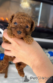 Zdjęcie №2. Produkty dla zwierząt w USA. Price - negocjowane. Zapowiedź № 129386