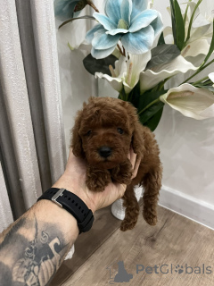 Zdjęcie №2 do zapowiedźy № 156680 na sprzedaż  pudel (zabawka) - wkupić się Serbia 