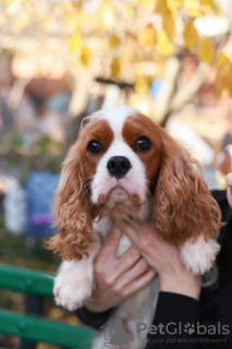 Dodatkowe zdjęcia: Cavalier King Charles Spaniel