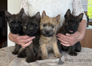 Zdjęcie №1. cairn terrier - na sprzedaż w De Haan | negocjowane | Zapowiedź №170818