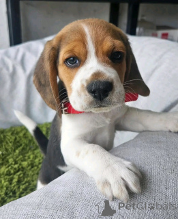 Zdjęcie №2 do zapowiedźy № 138857 na sprzedaż  beagle (rasa psa) - wkupić się Niemcy hodowca