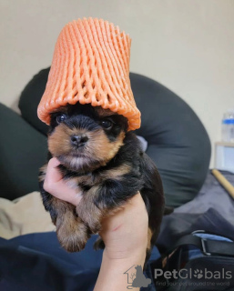 Zdjęcie №2 do zapowiedźy № 133366 na sprzedaż  yorkshire terrier - wkupić się Niemcy prywatne ogłoszenie