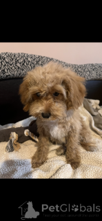 Dodatkowe zdjęcia: Adopcja Maltipoo (Bichon maltański; pudel)