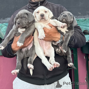 Zdjęcie №1. cane corso - na sprzedaż w Magdeburg | negocjowane | Zapowiedź №176442