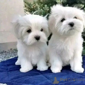 Zdjęcie №1.  - na sprzedaż w Lizbona | 3588zł | Zapowiedź №160477