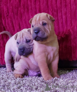 Dodatkowe zdjęcia: Dzieci Shar Pei