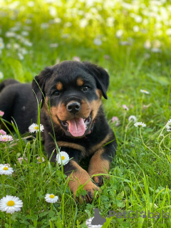 Zdjęcie №3. Sprzedam szczenięta Rottweilera. Białoruś