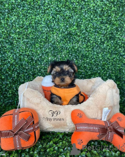 Zdjęcie №2 do zapowiedźy № 160054 na sprzedaż  yorkshire terrier - wkupić się Niemcy 
