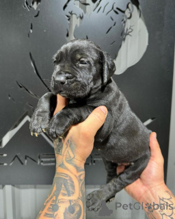 Zdjęcie №3. Siła z delikatną duszą.. Włochy