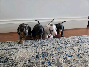 Zdjęcie №1. jamnik - na sprzedaż w Helsinki | 7175zł | Zapowiedź №163148