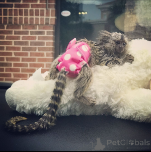 Zdjęcie №3. Marmozeta Małpa. USA