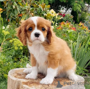 Zdjęcie №2 do zapowiedźy № 155453 na sprzedaż  cavalier king charles spaniel - wkupić się Islandia prywatne ogłoszenie