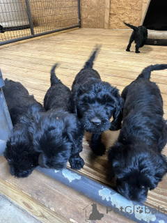 Zdjęcie №1. portugalski pies dowodny - na sprzedaż w Amsterdam | 3244zł | Zapowiedź №163883