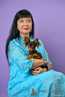 Zdjęcie №4. Sprzedam rosyjski toy w HAIFA. od żłobka - cena - 9268zł