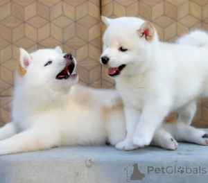 Zdjęcie №3. Japońskie szczenięta Shiba Inu.. Szwecja
