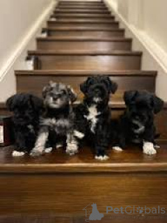 Zdjęcie №1. sznaucer miniaturowy - na sprzedaż w Paryż | 3348zł | Zapowiedź №166766