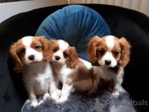 Zdjęcie №1. cavalier king charles spaniel - na sprzedaż w Golčův Jeníkov | negocjowane | Zapowiedź №170705
