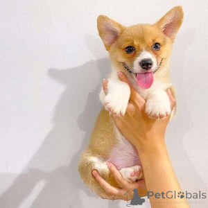 Zdjęcie №1. welsh corgi - na sprzedaż w Achaern | negocjowane | Zapowiedź №169306