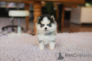 Zdjęcie №3. Dean Janet Kay Puppies House. USA