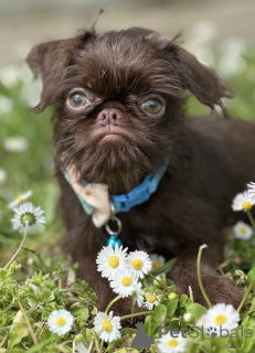 Zdjęcie №4. Sprzedam otterhound w Belgrad.  - cena - negocjowane