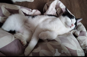 Zdjęcie №2 do zapowiedźy № 140656 na sprzedaż   - wkupić się Federacja Rosyjska prywatne ogłoszenie