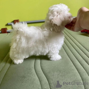 Zdjęcie №1.  - na sprzedaż w Frydek-Místek | Bezpłatny | Zapowiedź №163357