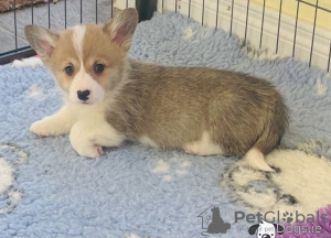 Zdjęcie №4. Sprzedam welsh corgi w Афины.  - cena - 1046zł